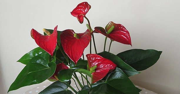 Flamingoblomsten pynter ethvert hjem: Sådan dyrkes den til at få store og flotte blomster