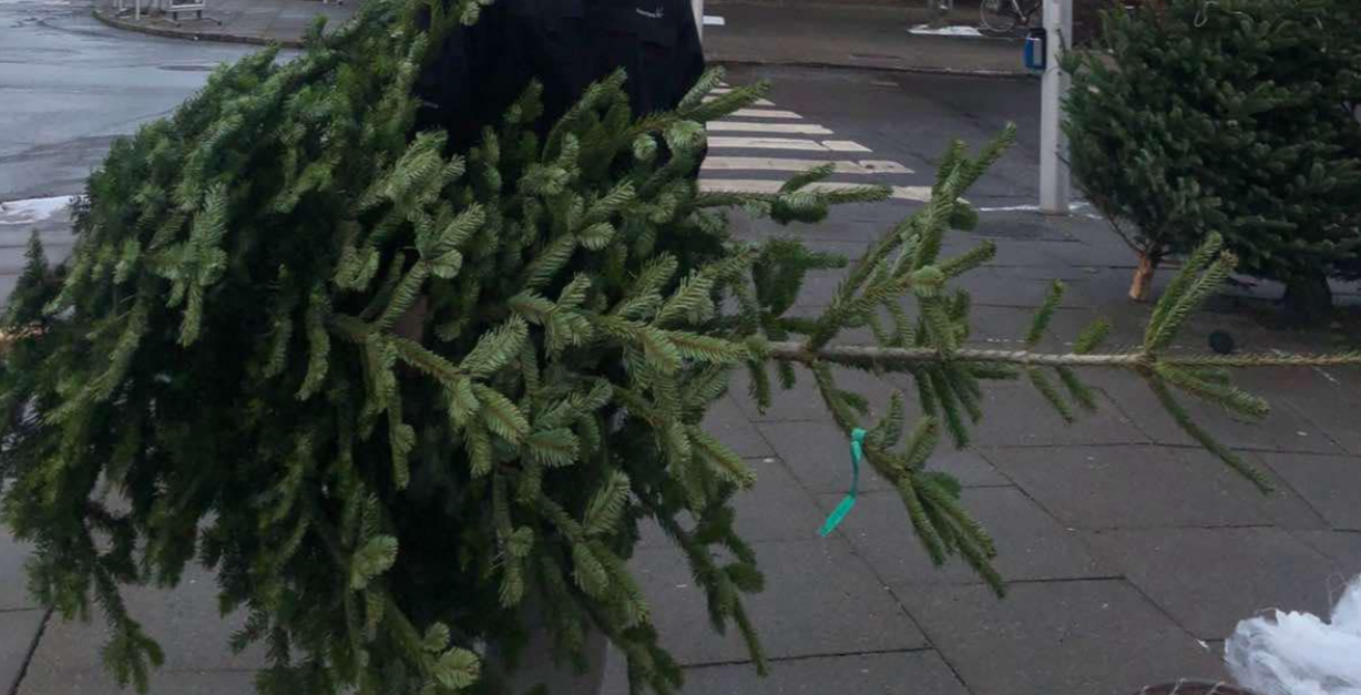 Dit juletræ kan gemme på små kryb: “Med få enkle tricks kan du holde dem på sikker afstand”