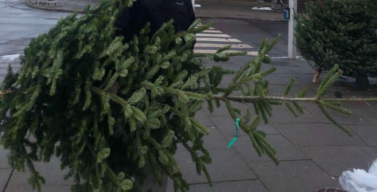 Dit juletræ kan gemme på små kryb: “Med få enkle tricks kan du holde dem på sikker afstand”