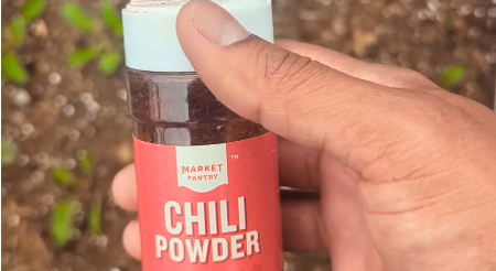 Det virker skørt, men derfor bør du drysse chilipulver i haven i februar
