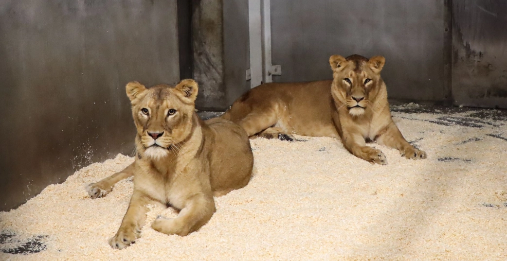 Knuthenborg Safaripark deler stor nyhed