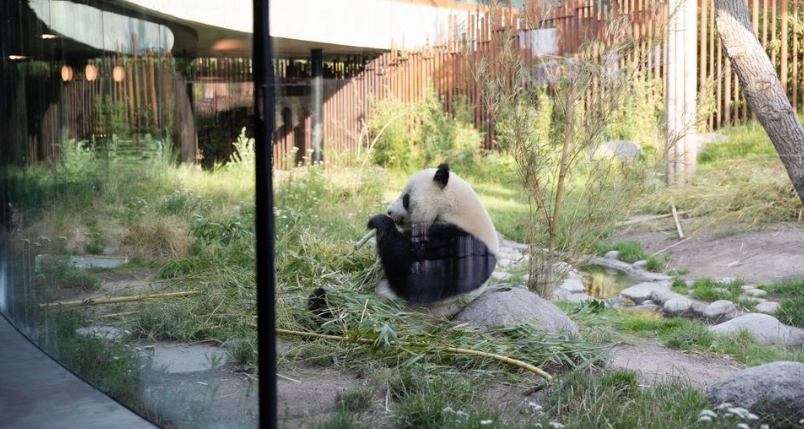 Stor nyhed fra København Zoo: Nu kan de ikke vente til februar