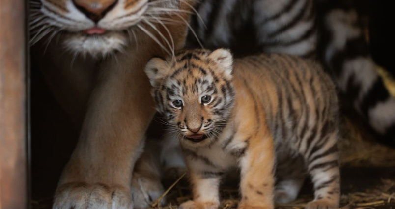 København Zoo har afsluttet årets optælling: Én overraskelse kaldes for et ‘mirakel’