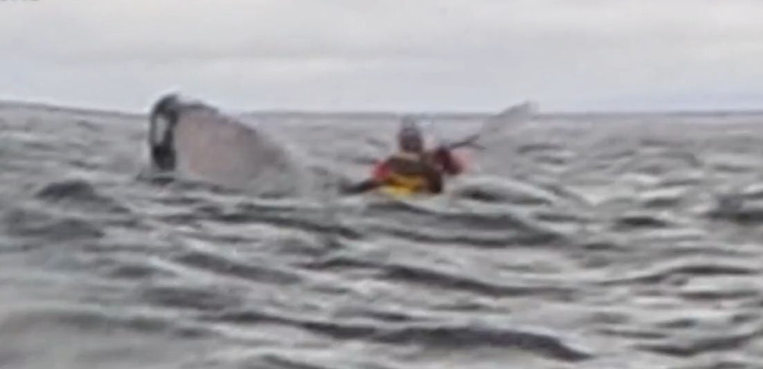 Det utænkelige sker: 24-årig mand bliver slugt af hval