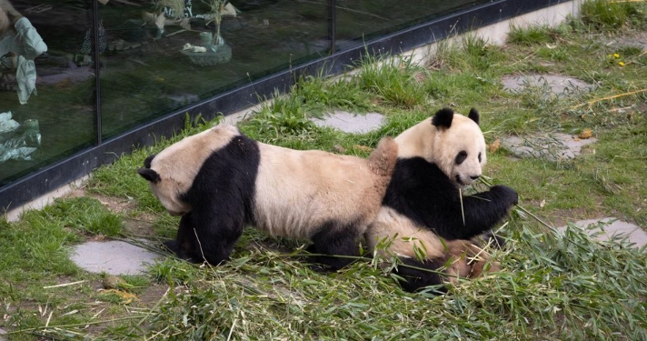 København Zoo udsender pressemeddelelse om pandaerne