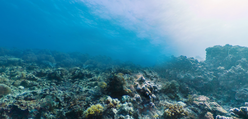 Julie var ude at svømme, da noget strejfede hendes ben: Sekunder efter var hun i livsfare