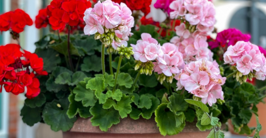 Hvis du har pelargonier i haven, bør du læse med her