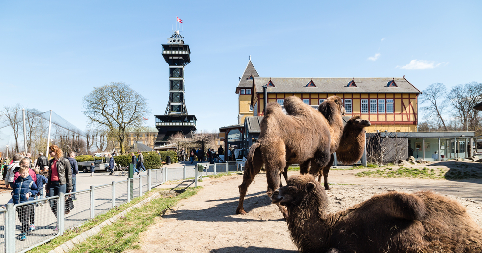 København Zoo med stor nyhed: “Det bliver meget spændende”