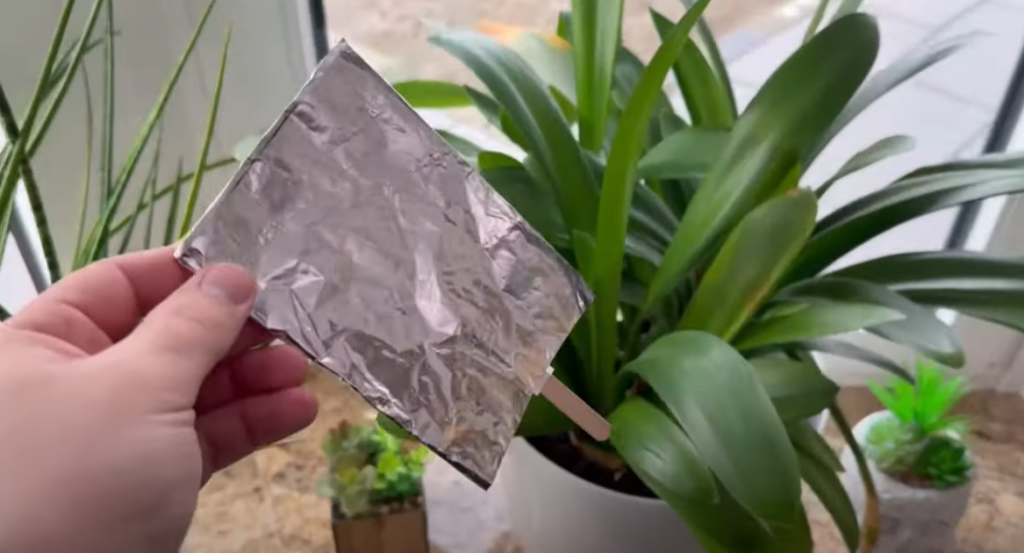 Sølvpapir er guld værd for dine planter: Sådan får det dem til at gro som aldrig før