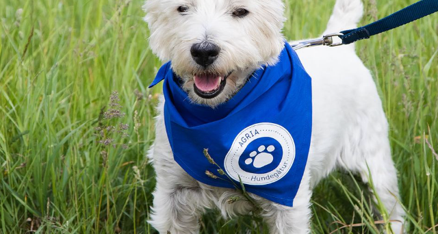 Blå tørklæder udbredes blandt danske hunde: Her er, hvad de betyder