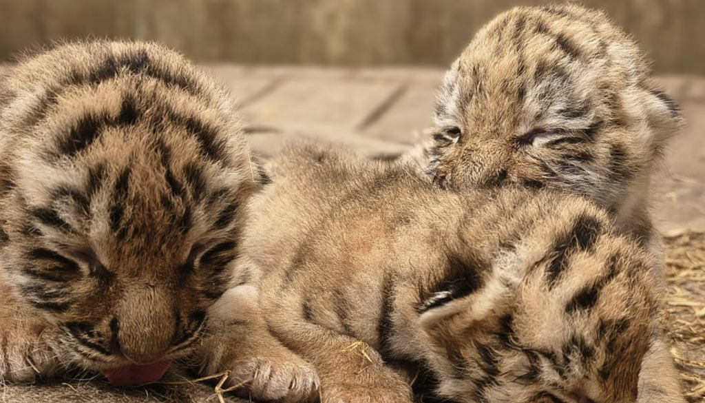 København Zoo deler stor nyhed – men også en trist en af slagsen