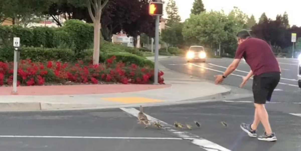 Mand hjalp ænder over vejen: Så skete det utænkelige