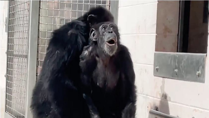 Rørende video går viralt: Her ser chimpansen ‘Vanilla’ himlen for første gang