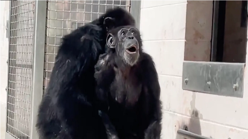 Rørende video går viralt: Her ser chimpansen ‘Vanilla’ himlen for første gang