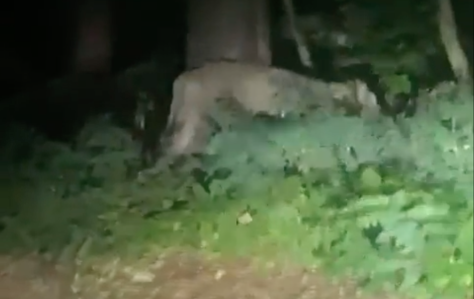 LIGE NU: Løve på fri fod