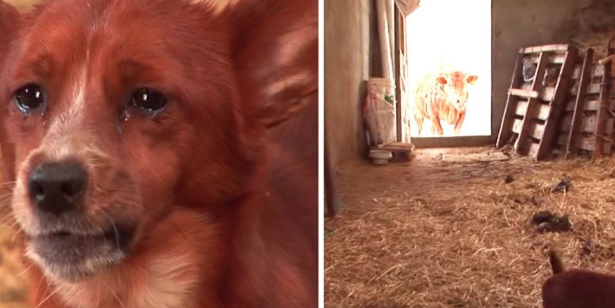Lille Rookie var knust da han hans ‘mor’ blev solgt: Genforeningen vil give dig tårer i øjnene