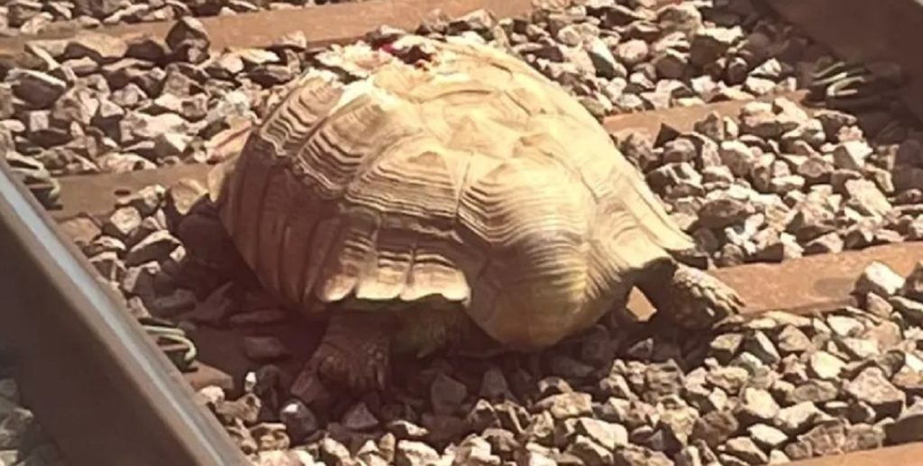 Skildpadde skabte togkaos: Her blev flere tog aflyst