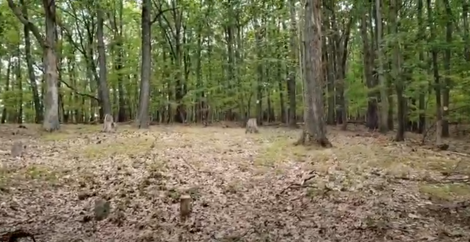 Mand finder gravsten i skoven: Da han rengør den, får han sig noget af en overraskelse
