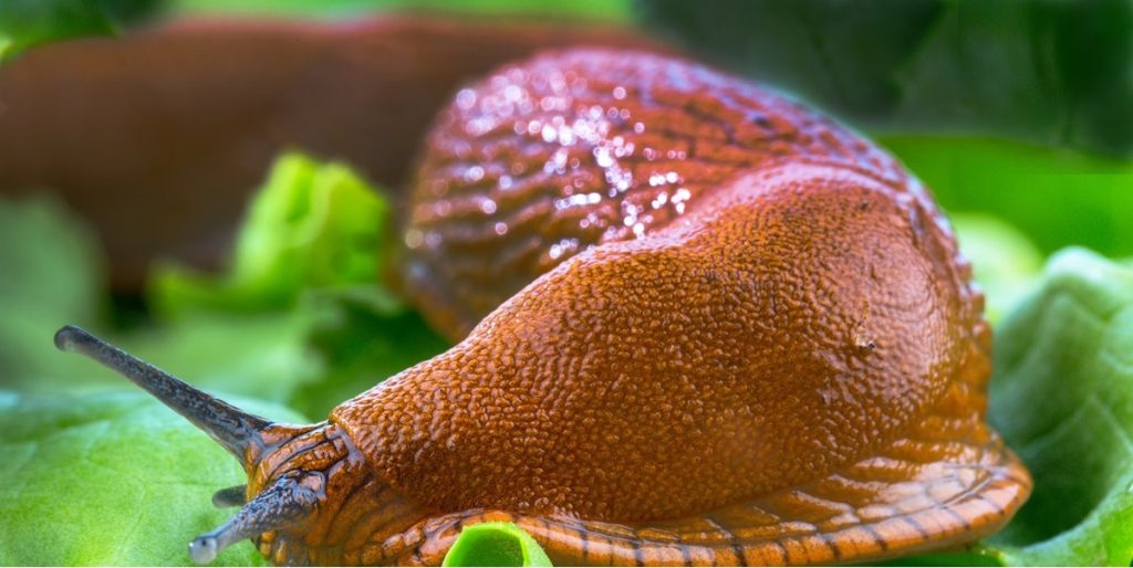 Træt af snegle i haven? Disse stauder holder dem væk