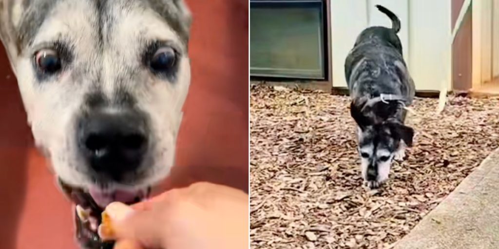 Ældre hund og ejer skulle ‘blive gamle sammen’: Men så ramte tragedien