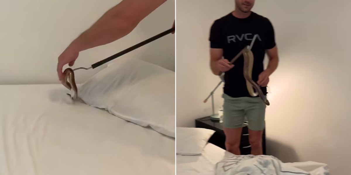 Mand vender hjem og finder giftig slange under sin hovedpude i soveværelset