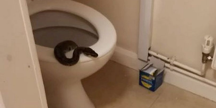 Laura fik et kæmpe chok: Levende slange kravlede ud af toilettet