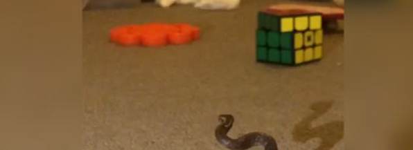 Mareridt på børneværelset: Hun troede det var et snørebånd