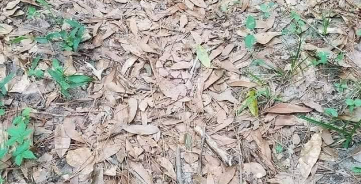 Det ligner et helt normalt billede – men en uhyggelig detalje gemmer sig i det skjulte