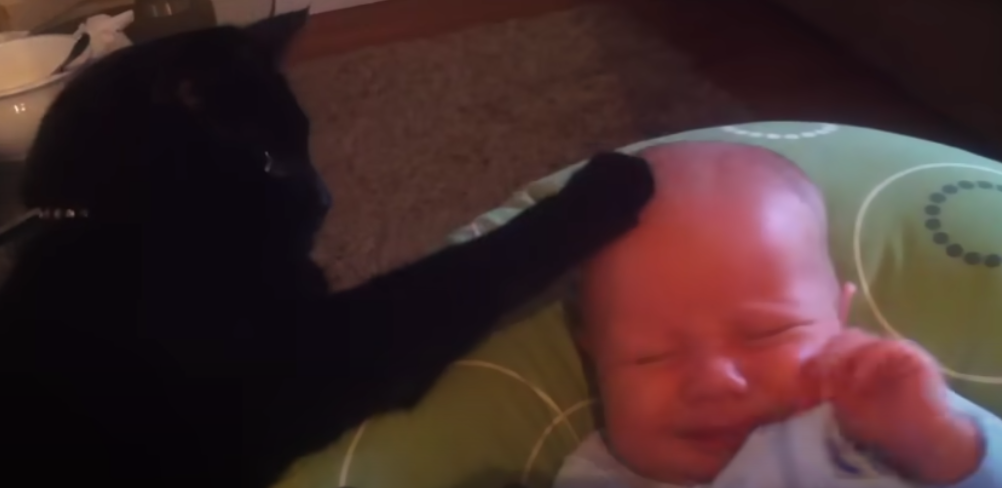 Baby vil ikke stoppe med at græde – men se så hvad katten gør