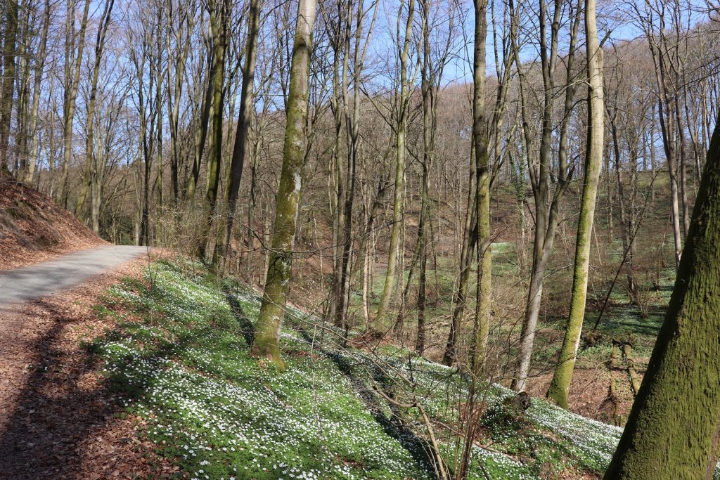 Spis Vejles natur: en videoguide