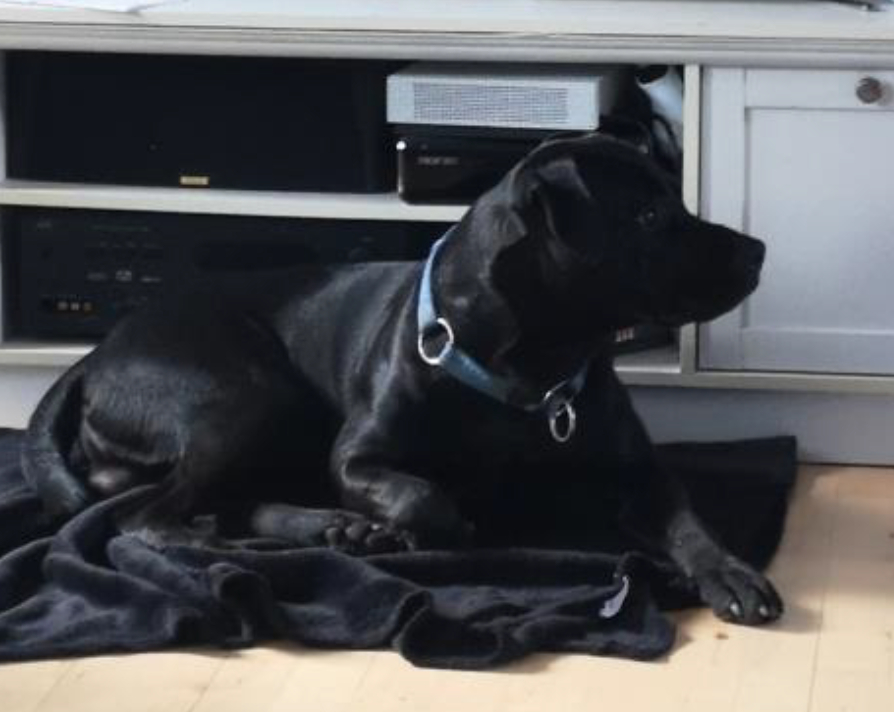 Sort hund løber alene rundt: Ved du, hvor den hører til?