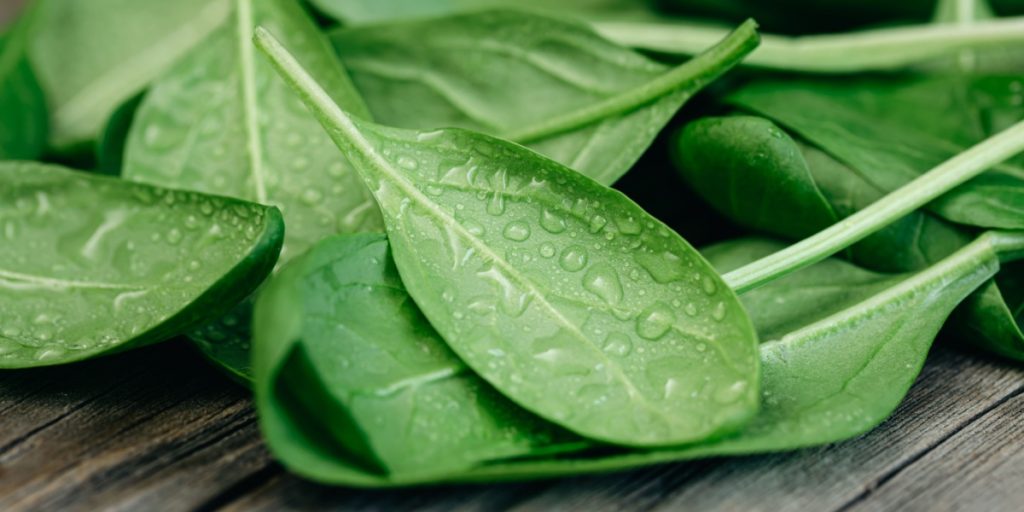 Mange kæmper med holdbarheden: Sådan opbevarer du korrekt spinat – den kan holde markant længere