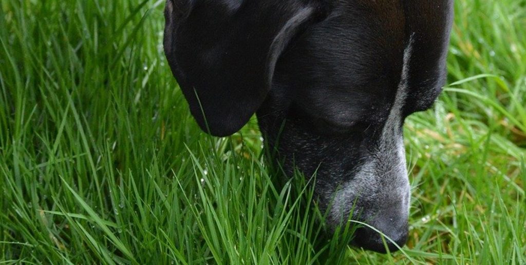 Pas på din hund i efteråret: Dette kan forårsage alvorlig kløe