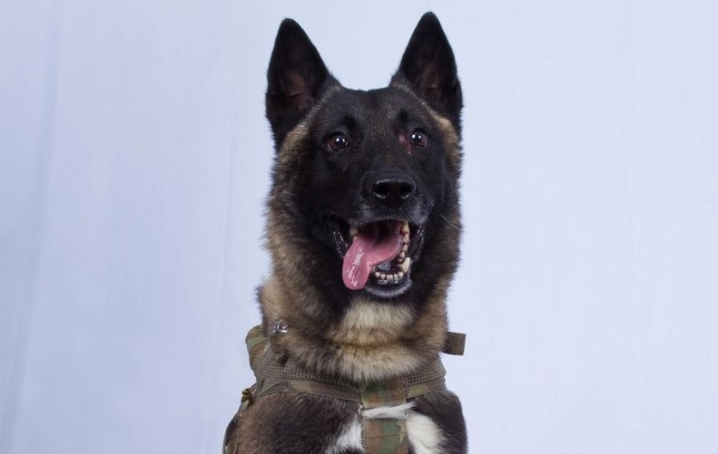 Heltehund overmander lederen af Islamisk Stat: Såret af selvmordsvest under angrebet
