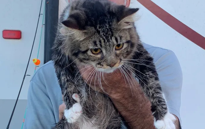 Katten Stanley fanget i voldsomt skænderi: Kvinde sigtet for dyremishandling