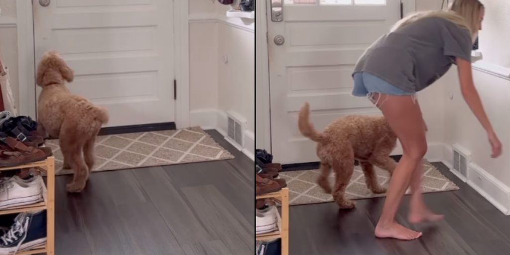 Hundetræner deler simpelt trick: Sådan stopper du din hund i at gø, når folk ringer på døren