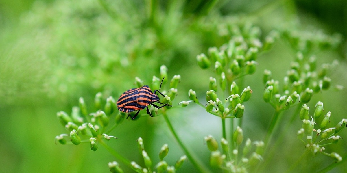 Træt af insektangreb i haven? Ekspert deler simpel og billig løsning ...