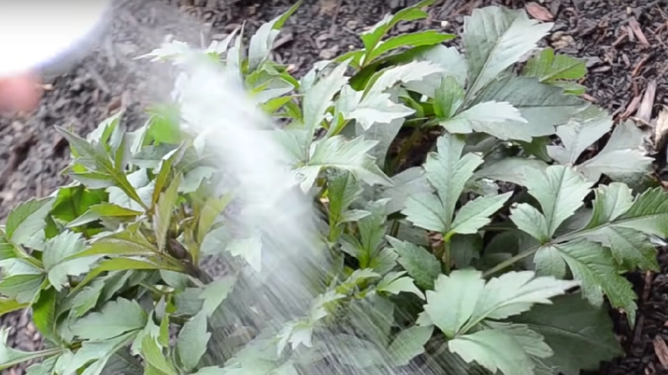 Bare 1 spiseskefuld er nok: Naboerne vil misunde din jordbærhøst til sommer