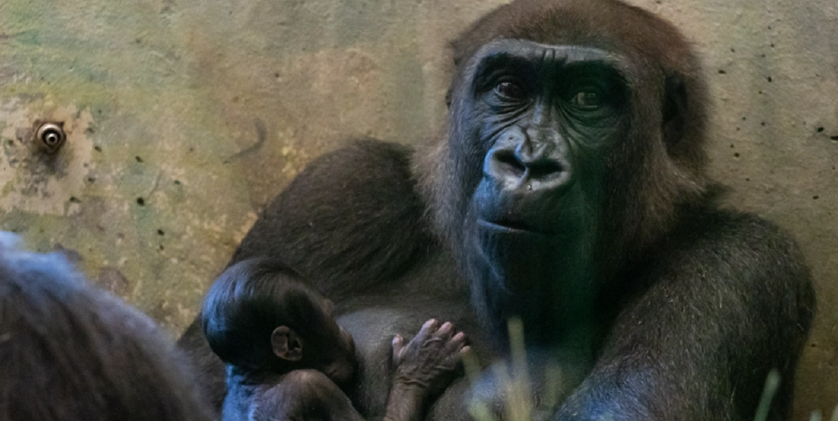 Ansatte i Zoo blev efterladt i chok: Hangorilla fødte abeunge ud af det blå