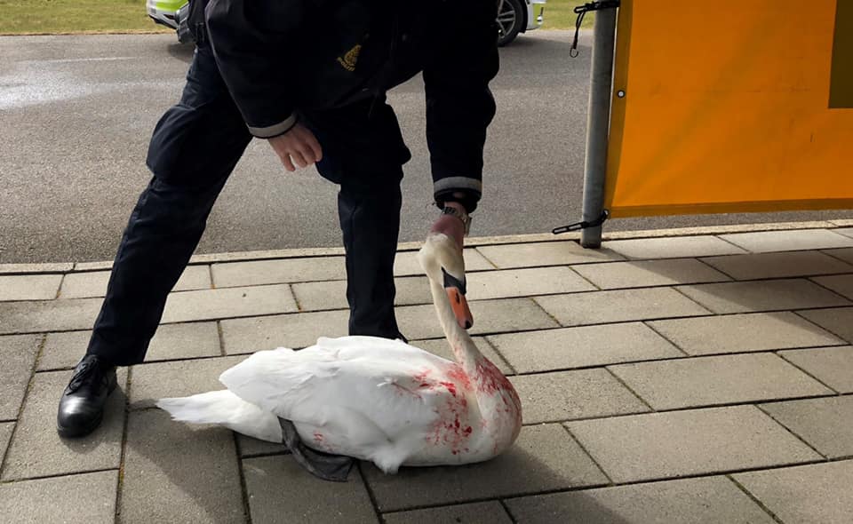 Blodigt drama: Patrulje redder svane i knibe