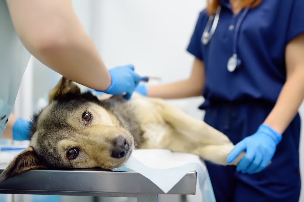 Disse 9 sygdomme er livsfarlige for hunden: Sådan undgår din firbenede ven dem