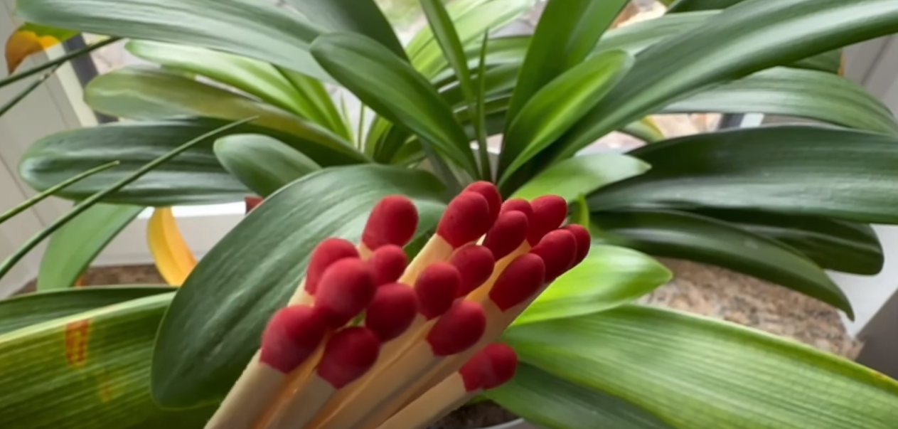 Han afslører effektivt plantetrick – og det involverer tændstikker