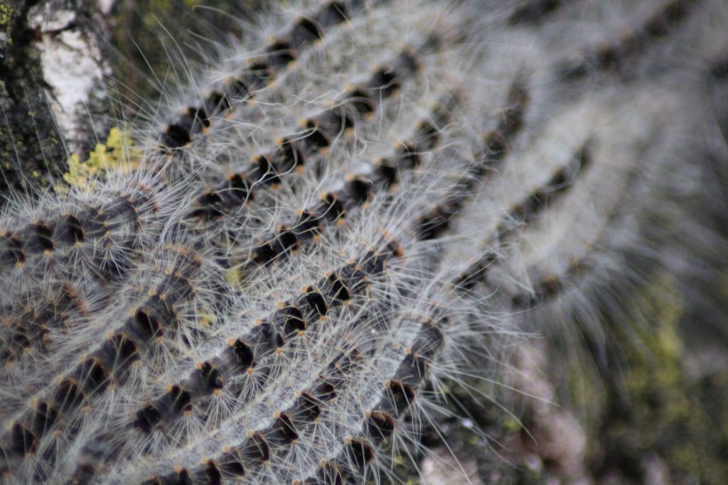 Ikke kun ‘Larven fra Helvede’: Flere farlige insekter er på vej mod Danmark