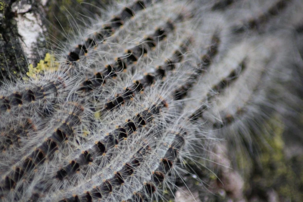 Ikke kun ‘Larven fra Helvede’: Flere farlige insekter er på vej mod Danmark