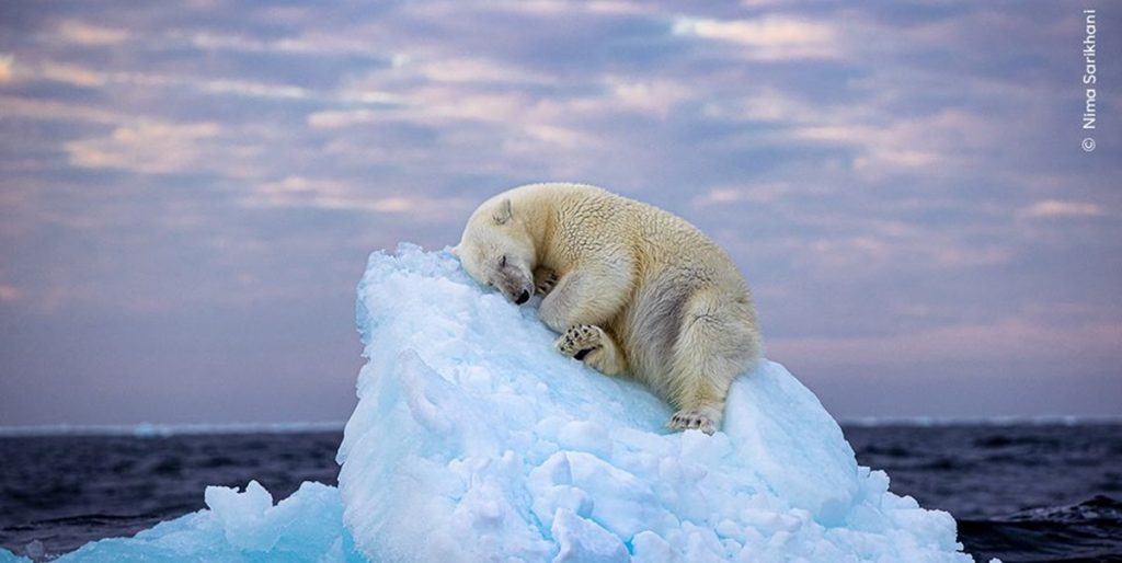 Dette er årets billede: Se vinderen og alle de nominerede her