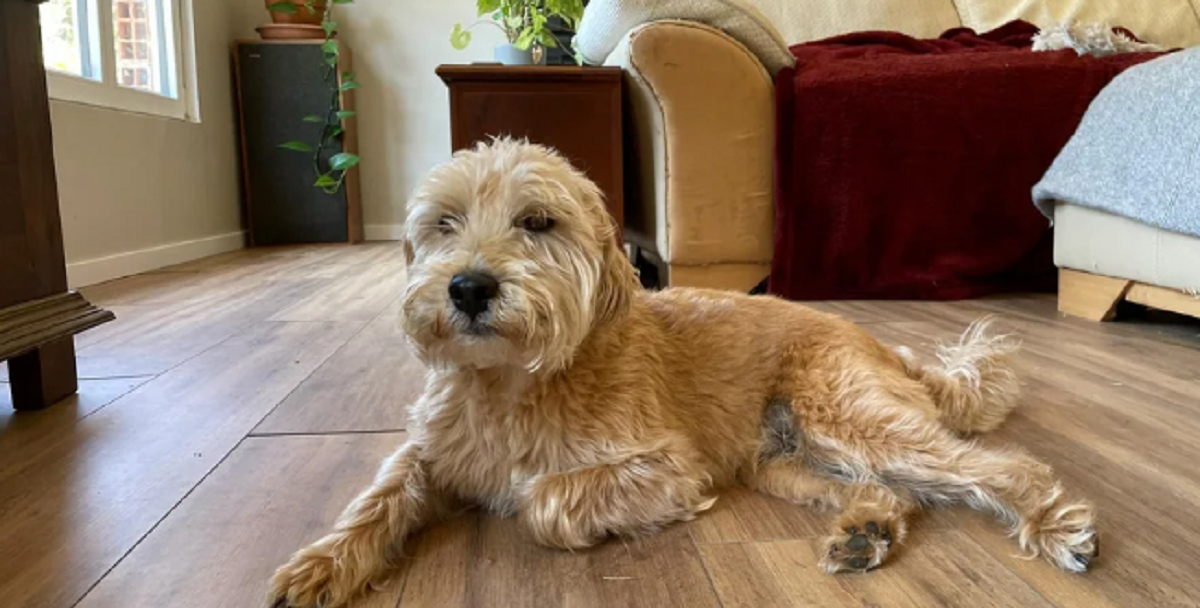 Dansk par adopterede fransk hund: Hundens tidligere navn får dem til at bryde sammen af grin