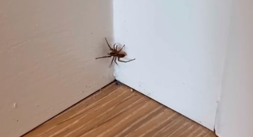 Edderkopper invaderer de danske hjem: Kvindens magiske blanding holder dem væk