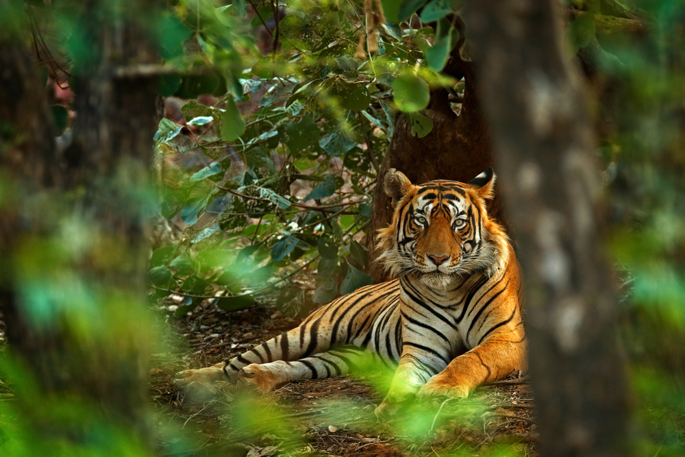 En tiger i zoologisk have er testet positiv for coronavirus
