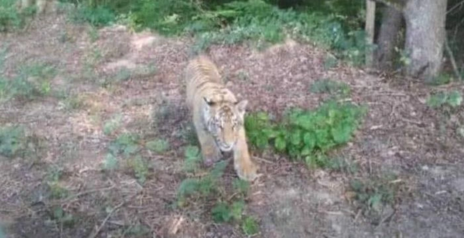 Politi advarer: Tiger flygtet fra zoo