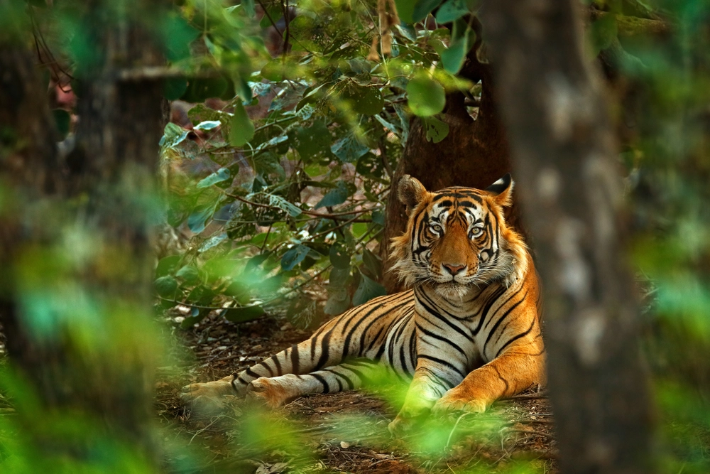 En tiger i zoologisk have er testet positiv for coronavirus